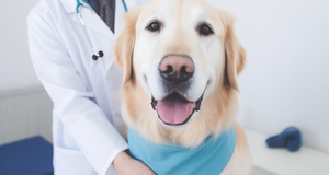 The Importance of Regular Wellness Checkups for Your Furry Friend