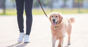 Tips for Leash Training Your Furry Friend