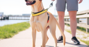 Top 3 Leashes for Your Furry Companion