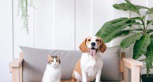 10 Must-Have Pet Supplies for Your Furry Friend