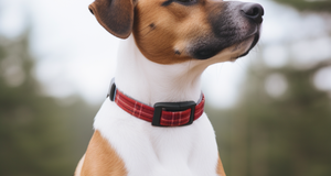 The Top 5 Collars for Your Pup's Adventures