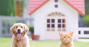Housebreaking Your Furry Friend: A Comprehensive Guide